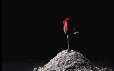 Beauty for Ashes:  An Open Letter of Gratitude