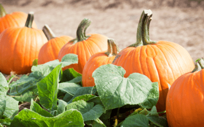 Pumpkin Patch Field Trips 2021