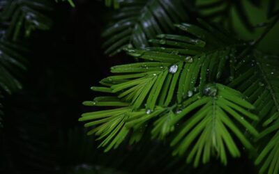 Palm Sunday, April 2, 2023